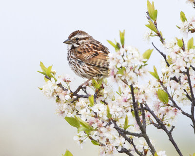 Song Sparrow and flowers.jpg