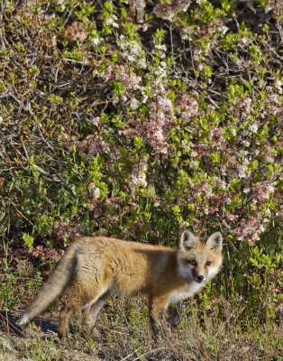 Fox kit standng by flowers.jpg