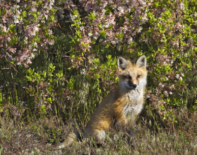 Fox kit by flowers.jpg