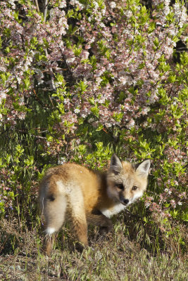 Fox kit turns by flowers.jpg