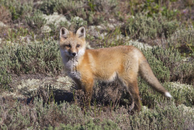 Fox Kit poses in field.jpg