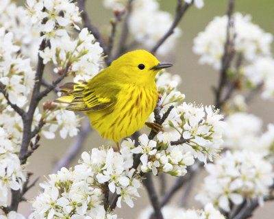 Yellow warbler and flowers.jpg