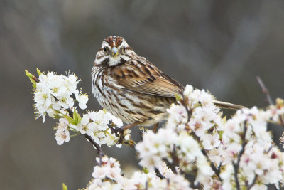 Song Sparrow on flowers 2.jpg