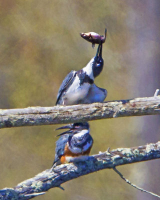 Male Kingfisher raises fish.jpg