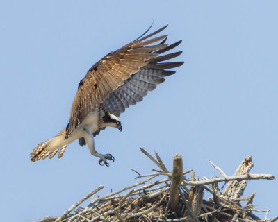 Osprey landing on nest.jpg