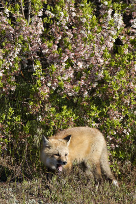 Fox kit calling by flowers.jpg