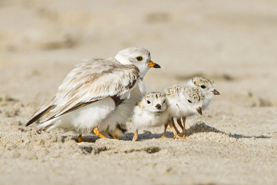 Piping Plover with 3 babies out.jpg