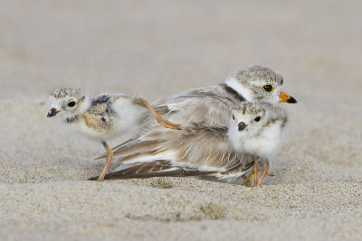 Piping Plover mom with 1 stretching.jpg