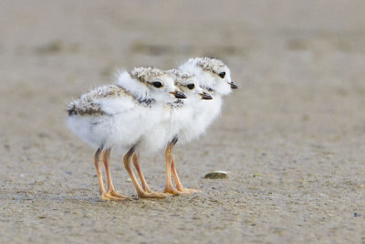 Piping plover baby threesome.jpg