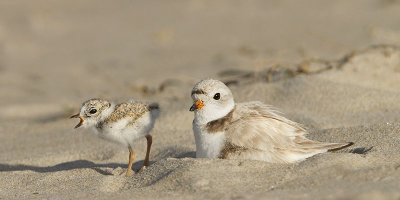 Piping Plover and baby yelling.jpg