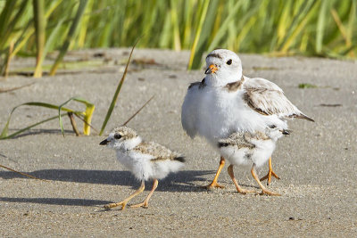 Piping Plover mom with 2 close by.jpg