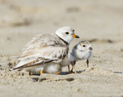 Piping Plover mom with 3.jpg