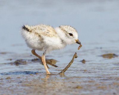 Piping plover baby with worm.jpg
