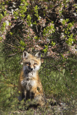 Fox kit under flowers.jpg