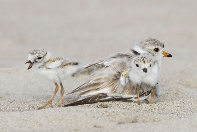 Pipin Plover 2 out and 1 calling.jpg