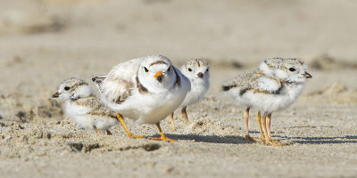 Pipin Plover with 4 out.jpg