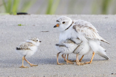 Piping Plover with 3 1 coming.jpg