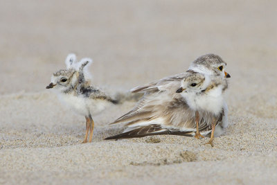 Piping Plover with 2 out 1 stretching.jpg