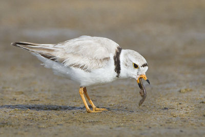 Piping Plover eating worm.jpg