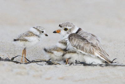 Piping Plover with 2 1 going under.jpg