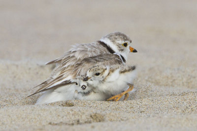 Piping plover with 2 out back.jpg