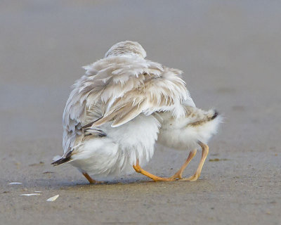 Piping Plover cuddle from back.jpg
