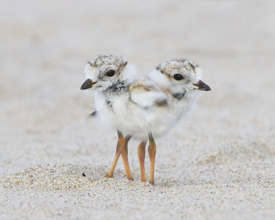 Piping plover baby duo.jpg