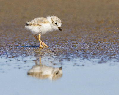 Piping plover baby and reflection.jpg