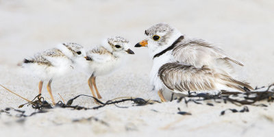 Piping Plover with 2 babies out.jpg