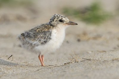 Least Tern baby poses