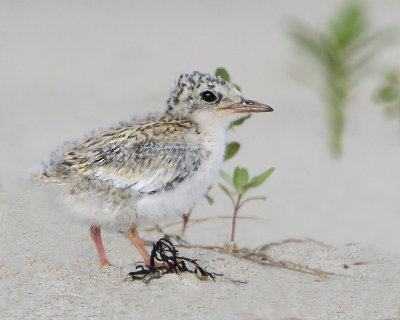 Least Tern baby.jpg