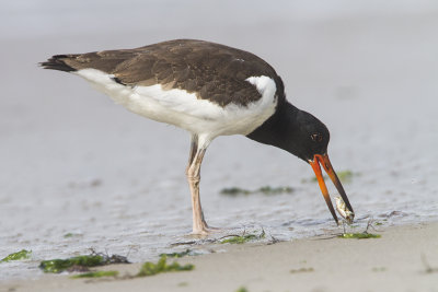 Oystercatcher juvenile with crab.jpg