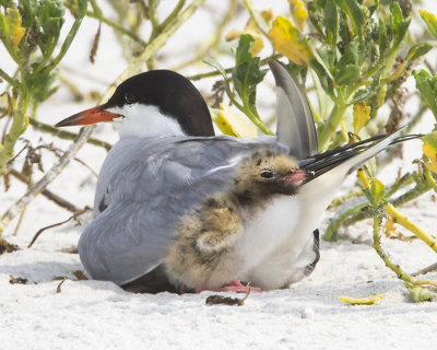 Common Tern with baby.jpg