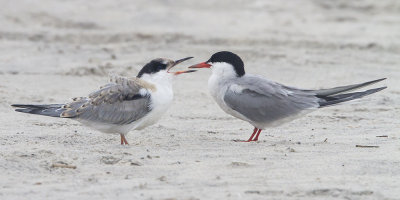 Common Tern juvenile begging to mom.jpg