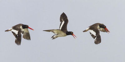 Oystercatchers flying 2.jpg