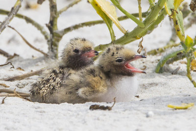 Common Tern babies.jpg
