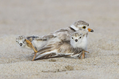 Piping Plover and 1 baby scratching_MG_8647.jpg