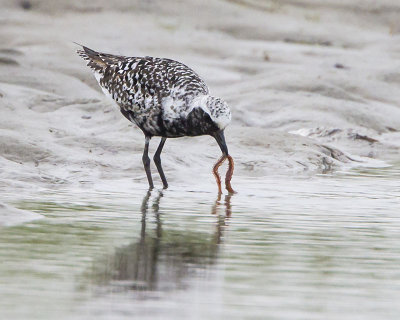 Black-bellied Plover with worm.jpg