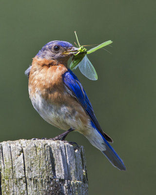 Bluebird with katydid.jpg