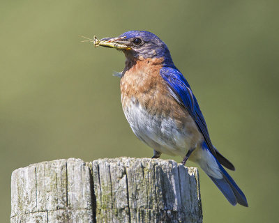 Bluebird with grasshopper 3.jpg