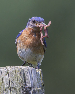 Bluebird with worms.jpg