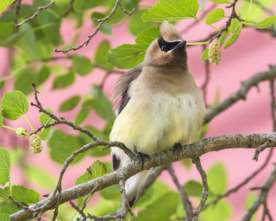 Waxwing fluffs by pink wall.jpg