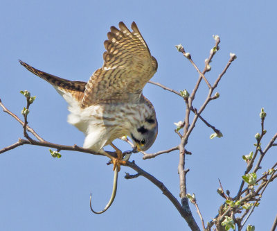 Female Kestral eats snake with wings up.jpg