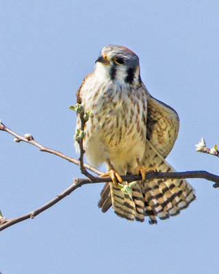 Female Kestral stretching.jpg