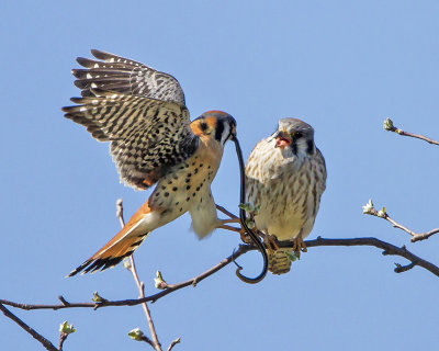 Kestral brings snake to female.jpg