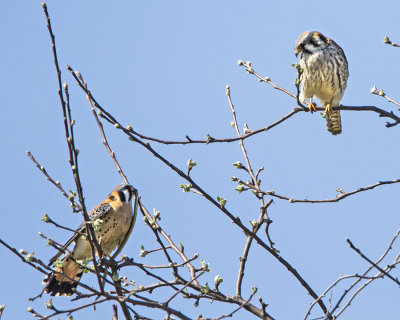 Kestral shows snake to female.jpg