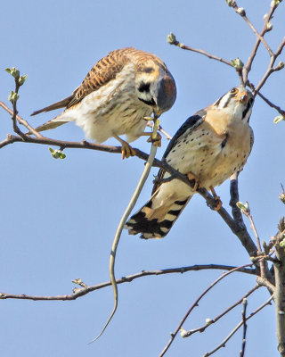 Kestral eating snake with male.jpg