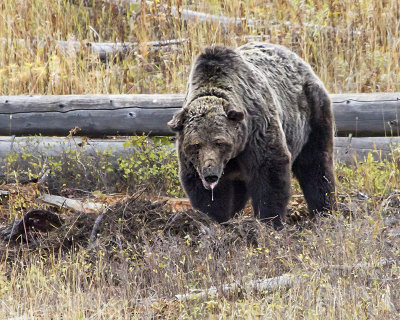 Grizzly over carcass.jpg