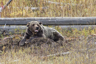 Grizzly lying on carcass.jpg