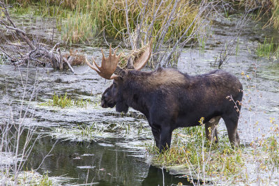Moose by water.jpg